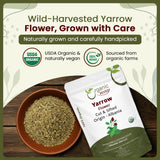 Yarrow Flower Cut & Sifted (Achillea millefolium) - Herbal Tea | European Wild-Harvest | Kosher & USDA Certified | Vegan, Non-GMO & Gluten Free | 100% Raw from Albania